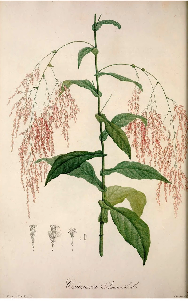 Amaranthoides